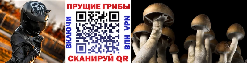 Псилоцибиновые грибы Psilocybine cubensis  Шадринск 